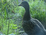 Click to see 20 Inquisitive Visitor.jpg