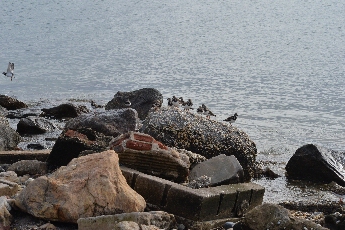 Click to see 19 Birds of a Feather.jpg